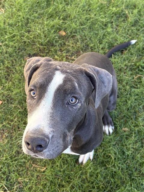 Macaroni, a Pit Bull Terrier, available for adoption