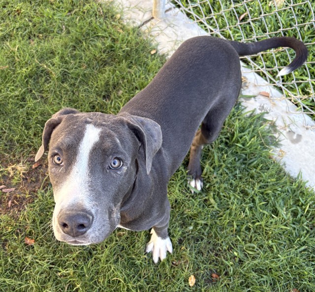 Other Photos of thie Dog