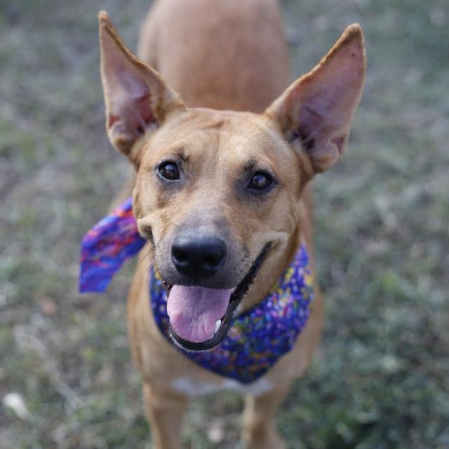 Annette, a Australian Kelpie (mix breed), available for adoption