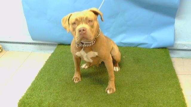Maris, a Bullmastiff, available for adoption