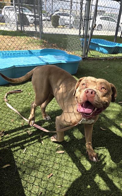 Maris, a Bullmastiff, available for adoption