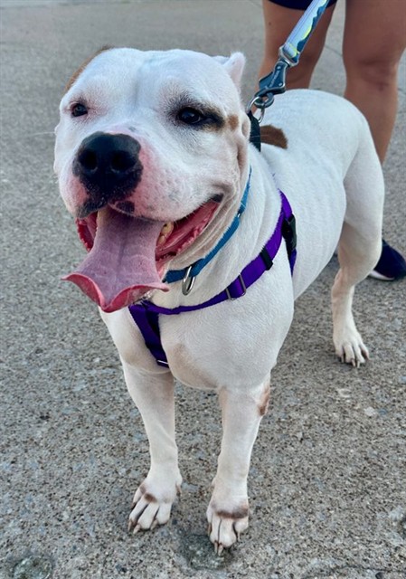 Jam, a Pit Bull Terrier (mix breed), available for adoption