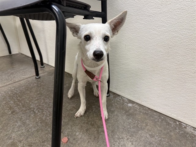 Penny, a Chihuahua (mix breed), available for adoption