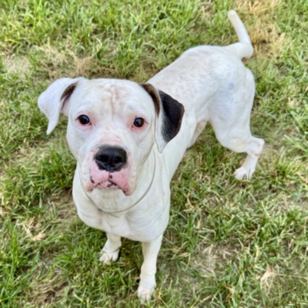 Andy, a Boxer (mix breed), available for adoption