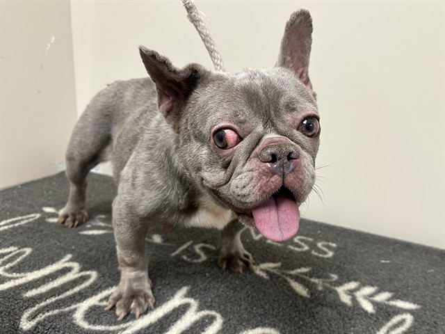 A5802908, a French Bulldog, available for adoption