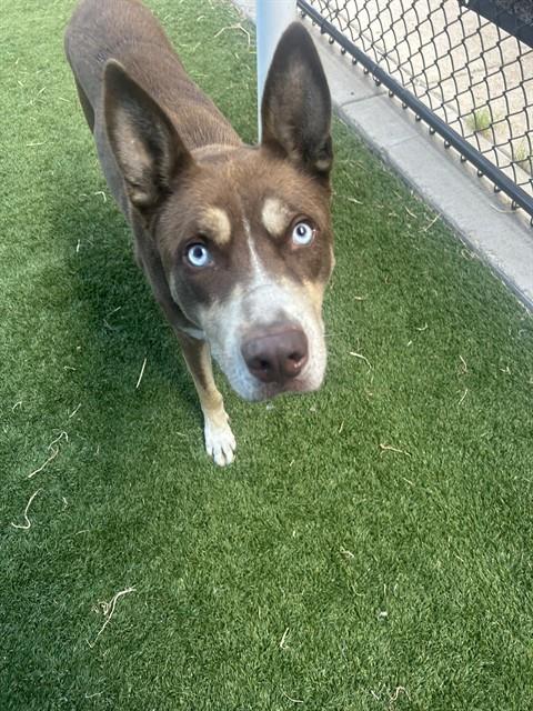 Bruno, a Australian Kelpie (mix breed), available for adoption