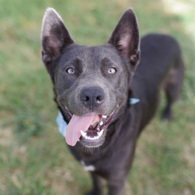 Travis, a Chow Chow (mix breed), available for adoption