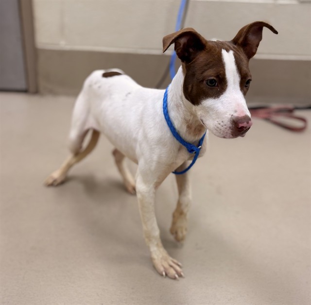 Nakali, a Pit Bull Terrier (mix breed), available for adoption