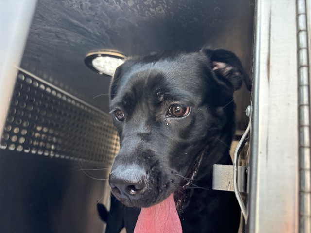 A481107, a Black Labrador Retriever (mix breed), available for adoption
