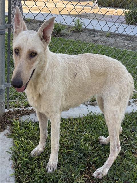 Reign, a German Shepherd (mix breed), available for adoption