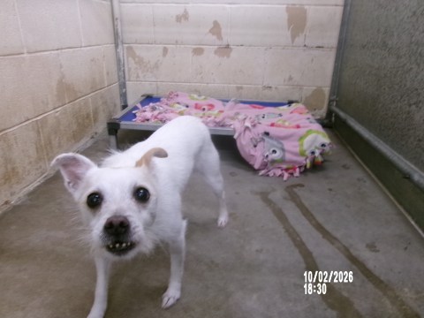 Dimond, a Chihuahua (mix breed), available for adoption