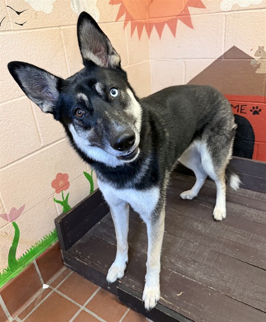 Luna, a German Shepherd, available for adoption