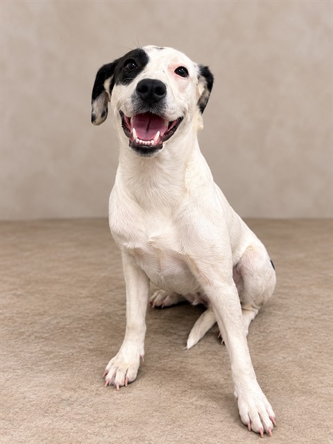 Sunny, a Border Collie, available for adoption