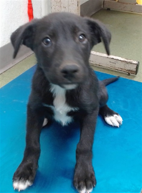 Bashful, a Shepherd, available for adoption