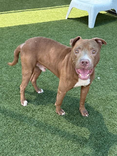 Bruce, a American Staffordshire Terrier (mix breed), available for adoption