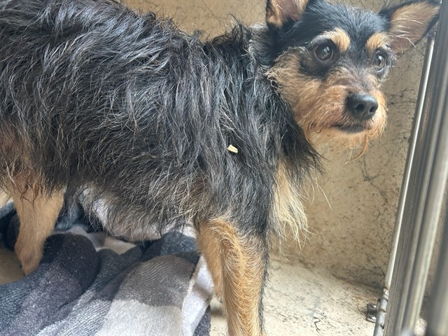 Yoda, a Terrier (mix breed), available for adoption