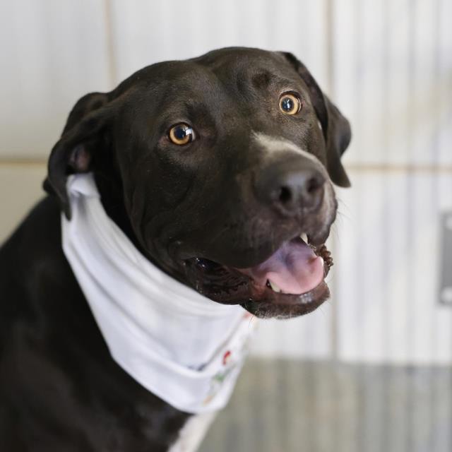 Bubba, a Labrador Retriever (mix breed), available for adoption
