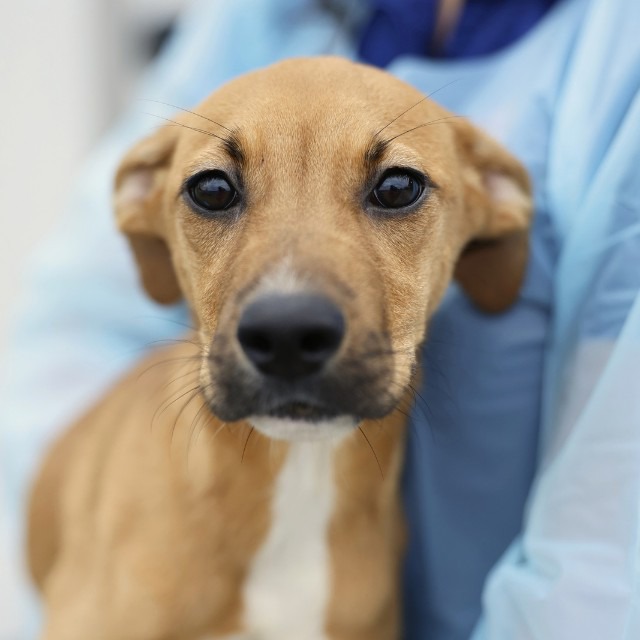 Marley, a American Staffordshire Terrier (mix breed), available for adoption