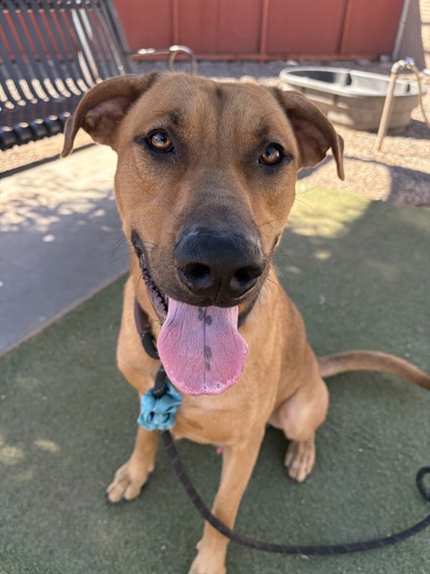 Frodo, a Black Mouth Cur (mix breed), available for adoption