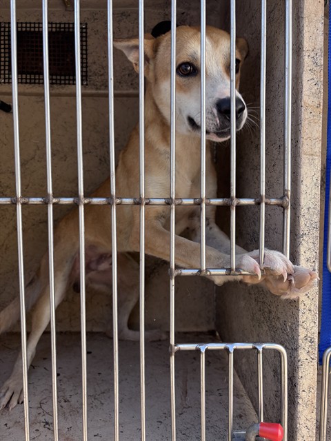 Petey, a Carolina Dog (mix breed), available for adoption