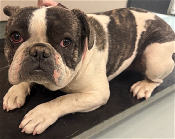 A5806864, a English Bulldog, available for adoption