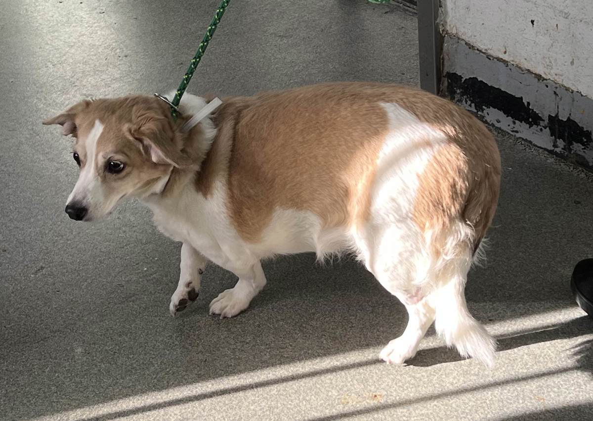 Kara, a Corgi, available for adoption