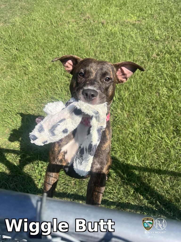 Wiggle Butt, a Pit Bull Terrier, available for adoption