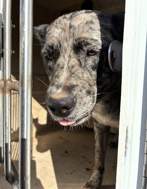 Oreo, a Hound (mix breed), available for adoption