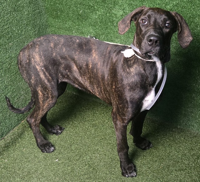 Nova, a Cane Corso Mastiff, available for adoption