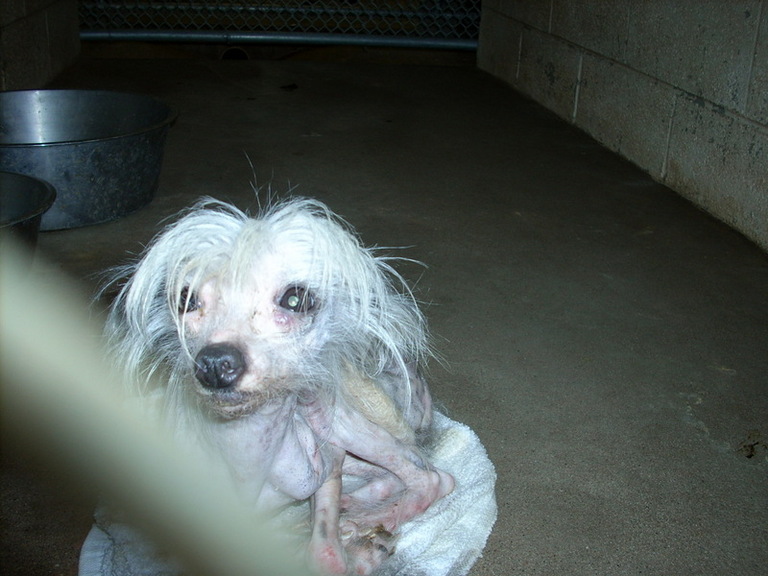 Main Photo of this Dog