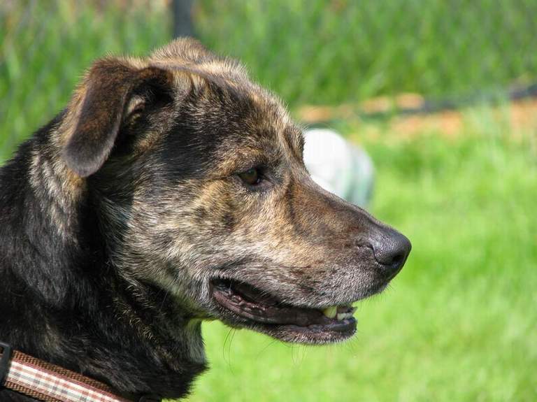 Other Photos of thie Dog