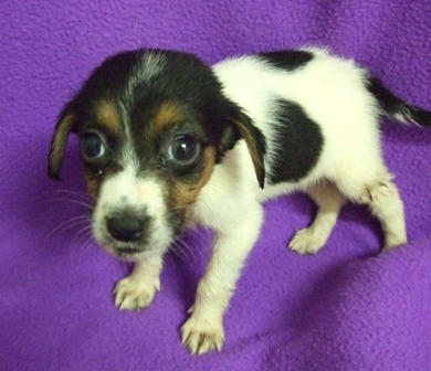Other Photos of thie Dog