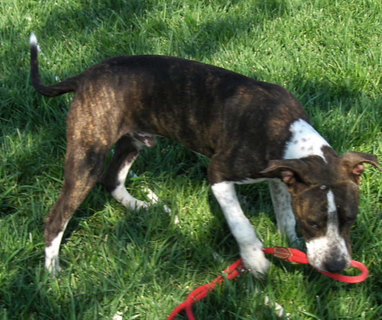 Other Photos of thie Dog
