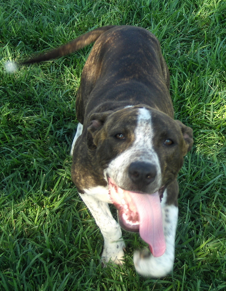 Other Photos of thie Dog