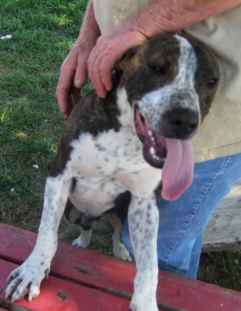 Other Photos of thie Dog