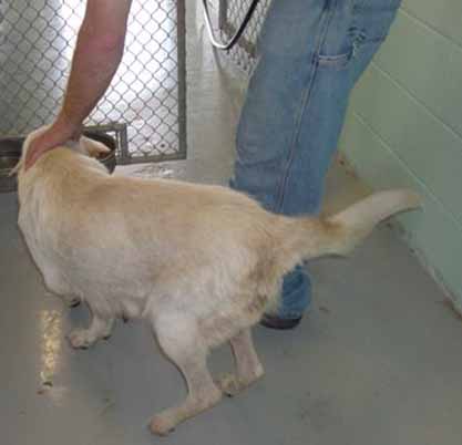 Other Photos of thie Dog