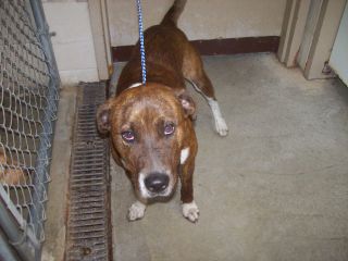 Other Photos of thie Dog
