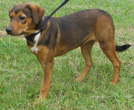 Other Photos of thie Dog