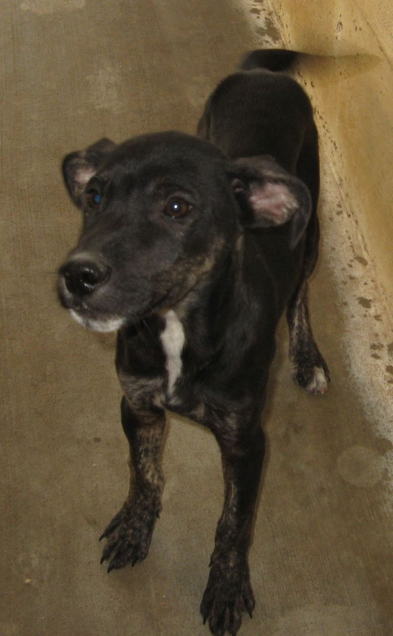 Other Photos of thie Dog