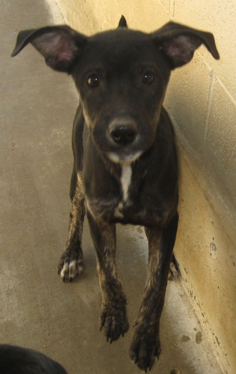Other Photos of thie Dog