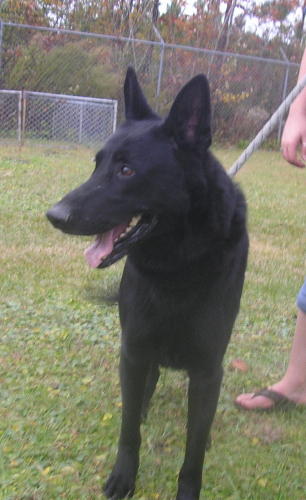 Other Photos of thie Dog
