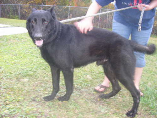 Other Photos of thie Dog
