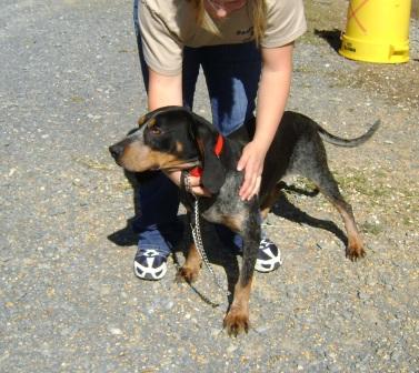 Other Photos of thie Dog