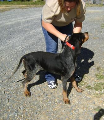 Other Photos of thie Dog