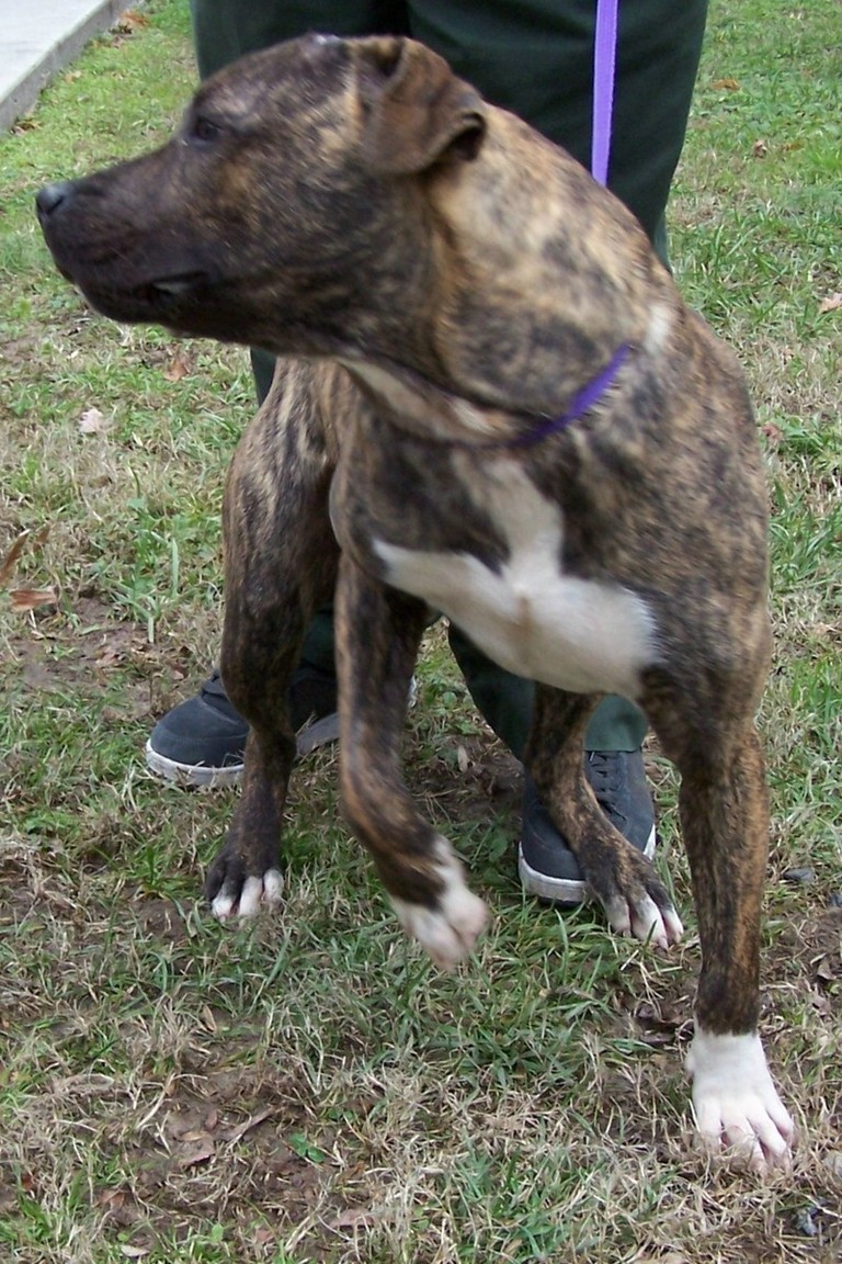 Other Photos of thie Dog