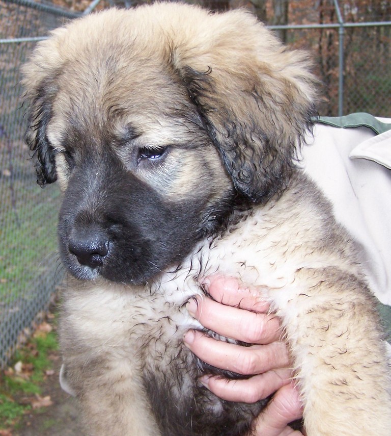 Other Photos of thie Dog