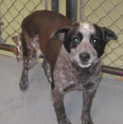 Other Photos of thie Dog