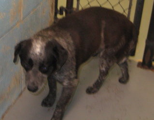 Other Photos of thie Dog