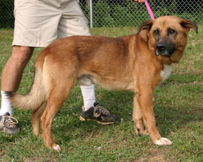 Other Photos of thie Dog