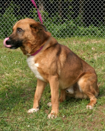 Other Photos of thie Dog